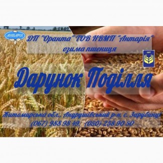 Насіння озимої пшениці Дарунок Поділля (БН, еліта, СН, перша)