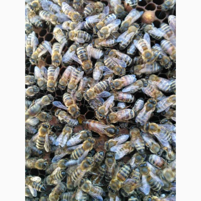 Фото 2. Продам Бджолопакети, плідні молоді мічені матки породи Карпатка. Пчелопакеты. Доставка
