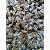 Продам Бджолопакети, плідні молоді мічені матки породи Карпатка. Пчелопакеты. Доставка