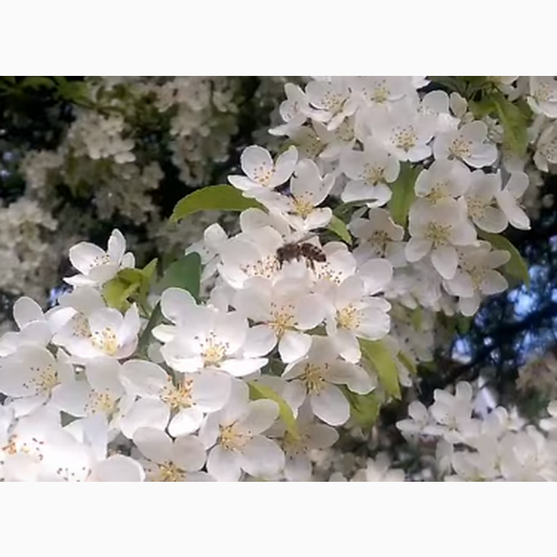 Фото 5. Продам Бджолопакети, плідні молоді мічені матки породи Карпатка. Пчелопакеты. Доставка