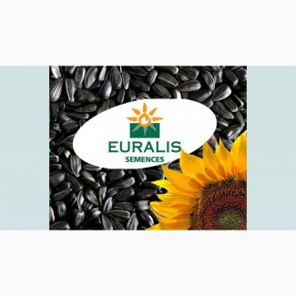 Семена подсолнечника производителя «Евралис»