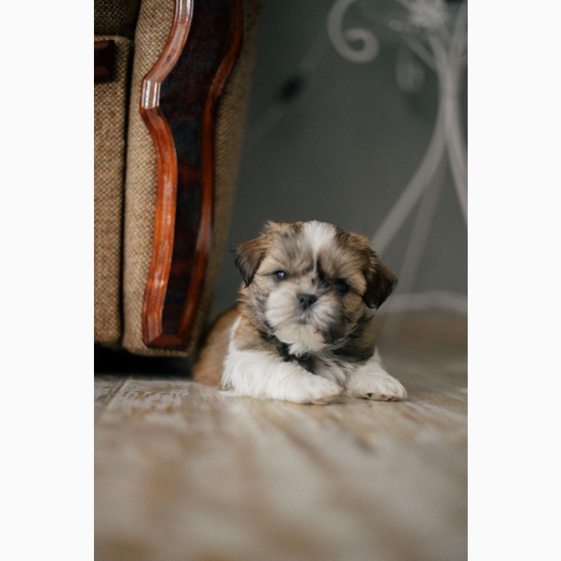 Фото 5. Купить щенка ши тцу в Киеве