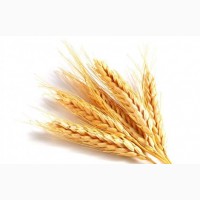 Закуповуємо пшеницю 2-3 кл з місця