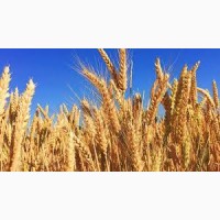 Куплю пшеницю 3-го класу для виробництва борошна