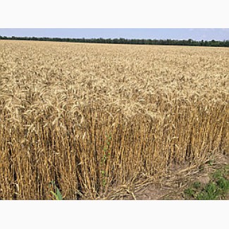 Озимая пшеница Шестопаловка, семена (элита 1-я репродукция) урожай 2019 г