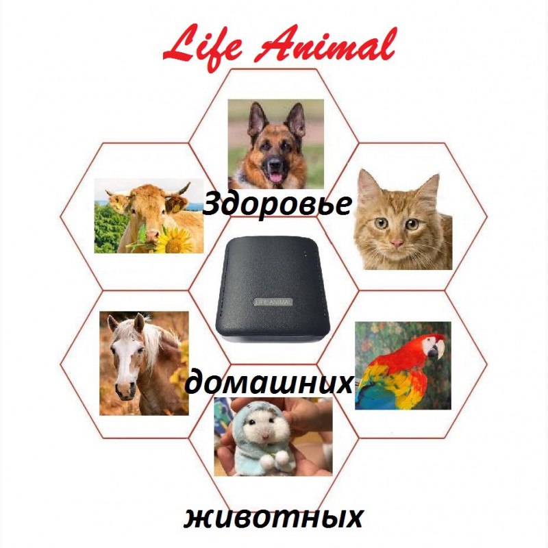 Фото 5. Лечение кошки, собаки, коровы и др. питомцев устройством Life Anima |Купить с кешбэк