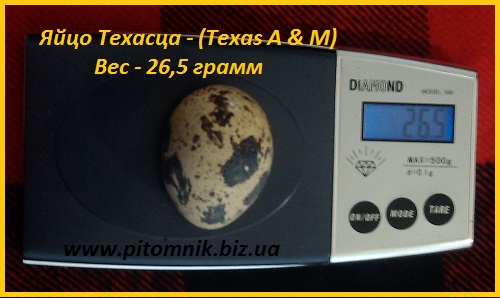 Фото 4. Яйца инкубационные перепела Техасец - бройлер (США Texas A M)