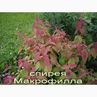 Спирея Макрофилла декоративный кустарник