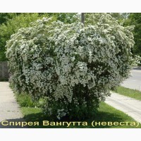 Спирея Макрофилла декоративный кустарник