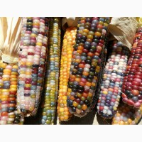 Закупляємо у виробників кукурудзу з повишеною вологістю по Вінницькій області