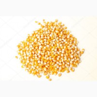 Закуповуємо кукурудзу фуражну великий об’єм по Вінницькій області
