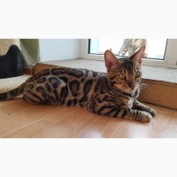 Бенгальский кот (Бенгал) купить Львов