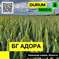 Насіння пшениці BG Adora / БГ Адора (озима / безоста) - Biogranum D.O.O., (Сербія)