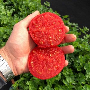 Фото 2. Огурцы пучковые, томаты стелящиеся