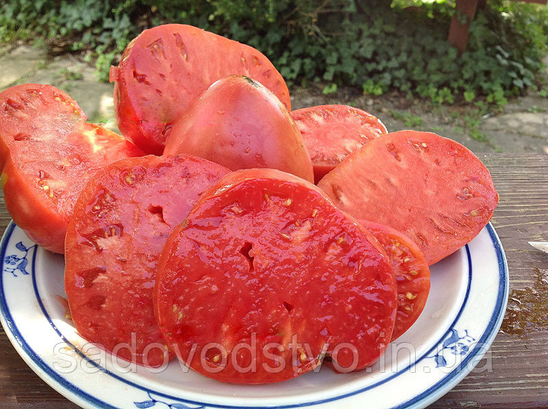 Фото 3. Огурцы пучковые, томаты стелящиеся