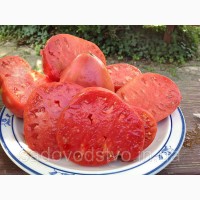 Огурцы пучковые, томаты стелящиеся
