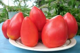 Фото 4. Огурцы пучковые, томаты стелящиеся