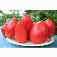 Огурцы пучковые, томаты стелящиеся