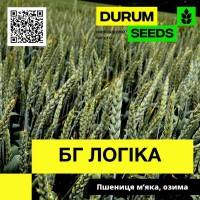 Насіння пшениці BG Logika / БГ Логіка (озима / безоста) - Biogranum D.O.O., (Сербія)