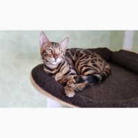 Продажа бенгальских котят из питомника Украина