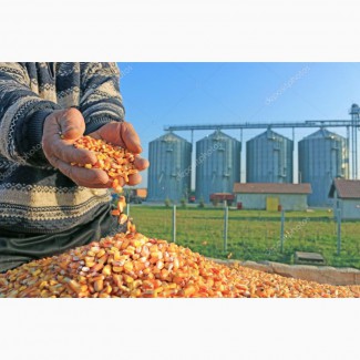 Закуповуємо кукурудзу фуражну в Закарпатській області