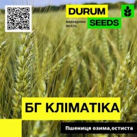 Насіння пшениці BG Klimatika / БГ Кліматіка (озима / остиста)- Biogranum D.O.O., (Сербія)