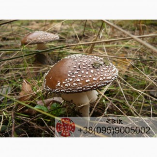 Мухомор ПАНТЕРНИЙ (Amanita Pantherina), сушені КАПЕЛЮШКИ, сезон 2023