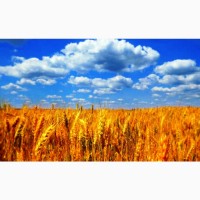Продажа земли в Житомирской области 800 и 700 га /600$/га