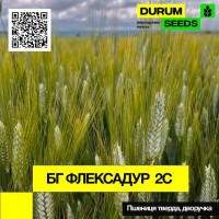 Насіння пшениці BG Flexadur 2S (дворучка / тверда) - Biogranum D.O.O., (Сербія)