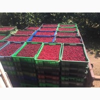 Продаємо кісточкові фрукти з саду по сезону дозрівання 2023 рік