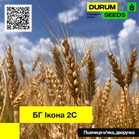 Насіння пшениці BG Ikona 2S / БГ Икона 2С (дворучка / остиста) - Biogranum D.O.O., (Сербія)