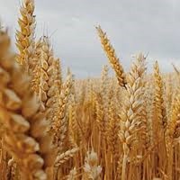 Насіння озимої пшениці Егмонт LG