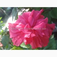 Продам гибискус комнатный пестролистный - гибискус Купера (китайская роза)