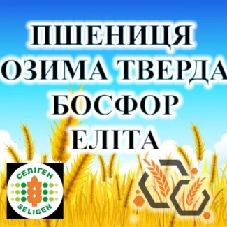 Насіння озимої ТВЕРДОЇ пшениці БОСФОР еліта СГІ