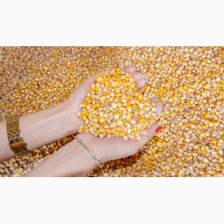 Компанія закуповує дорого кукурудзу подрібнену та відходи кукурудзи