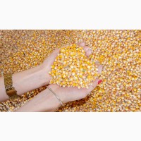 Компанія закуповує дорого кукурудзу подрібнену та відходи кукурудзи