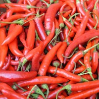 Red Chili Pepper