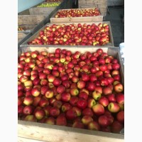 Продам яблука ерован (редчіф), фуджі, пінк леді. Вінницька область м.Немирів
