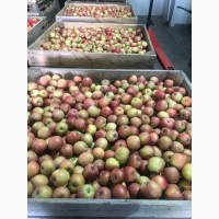 Продам яблука ерован (редчіф), фуджі, пінк леді. Вінницька область м.Немирів