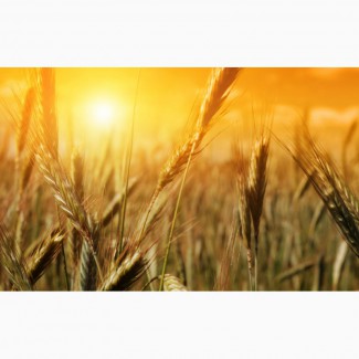 Закуповуємо відходи кукурудзи (вологу кукурудзу чи не кондицію) по Дніпропетровщині