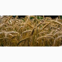 Зерноторгова компанія на постійній основі закупляє зерновідходи кукурудзи