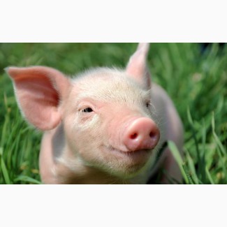 Продам живых свиней от производителя. Свиньи 10-130 кг от производителя