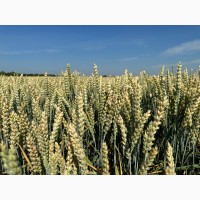 Насіння озимої пшениці Батерфляй