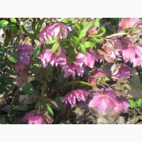Махровые морозники (зимняя роза) 3-летние кусты