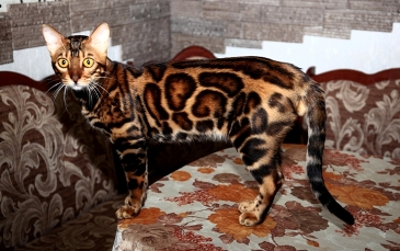 Фото 2. Вязка с бенгальским котом