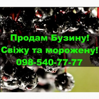 Продам ягоду бузини морожену на постійній основі