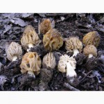 Рассада сморчков - качественный мицелий (семена) Сморчок деликатесный