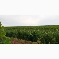 Продам Виноград Каберне, Вино-продукт