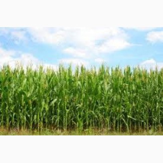 РАМ 8143 ФАО 260 семена кукурузы