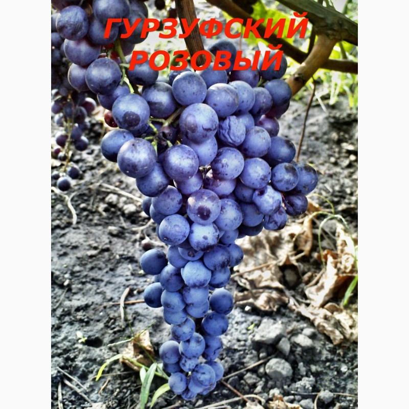Фото 2. Черенки и саженцы технических(винных) сортов винограда